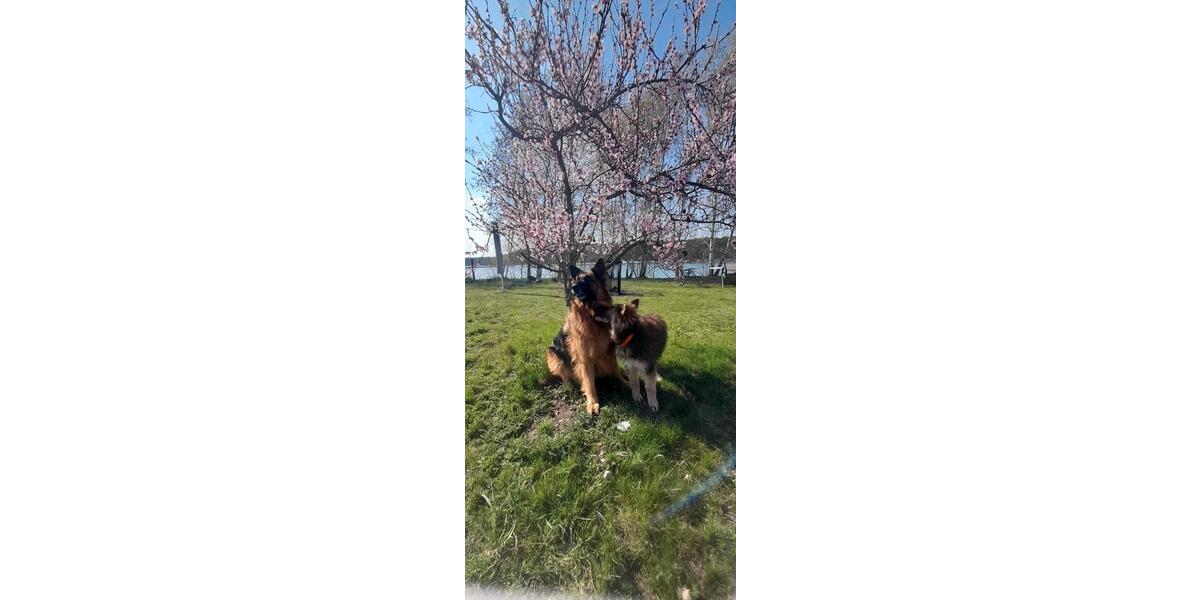 Einfamilienhaus Sibbesse - 289.999&euro; | Angebot:25230597