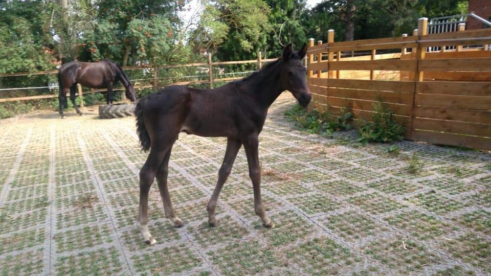 Mehrfamilienhaus, Wohnhaus Bockenem - 10 Zimmer, 310 m&sup2;, 460.000&euro; | Angebot:25636613