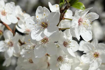 Haus Hannover Bothfeld-Vahrenheide - 7 Zimmer, 160 m&sup2;, 560.000&euro; | Angebot:26059790