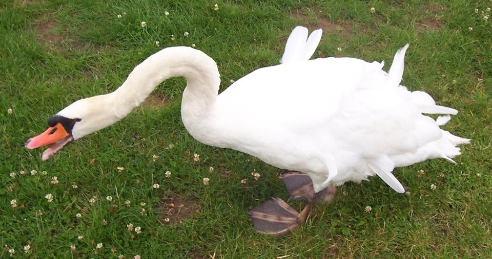 Gewerbeobjekt Salzgitter - 3 Zimmer, 60 m&sup2;, 450&euro; | Angebot:26021710