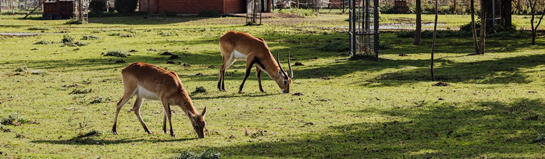 Wildgatter Hildesheim Niedersachsen Wildtiere Natur Wald Familie
