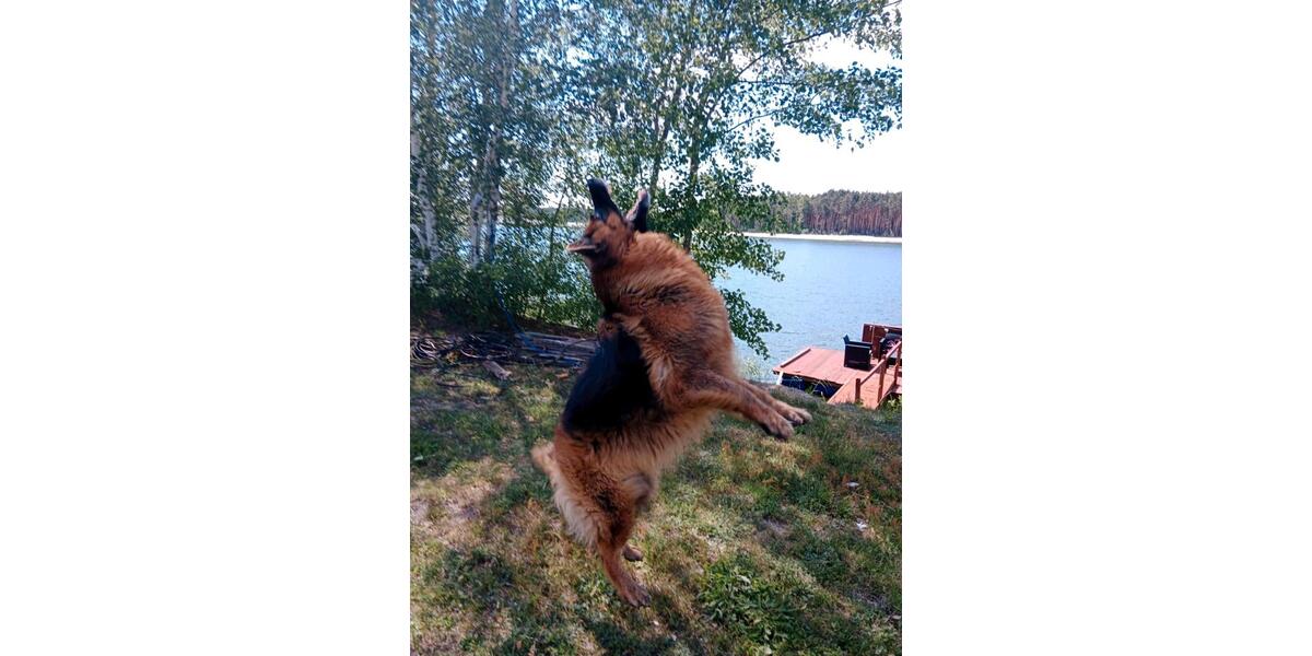 Einfamilienhaus Sibbesse - 289.999&euro; | Angebot:25230597