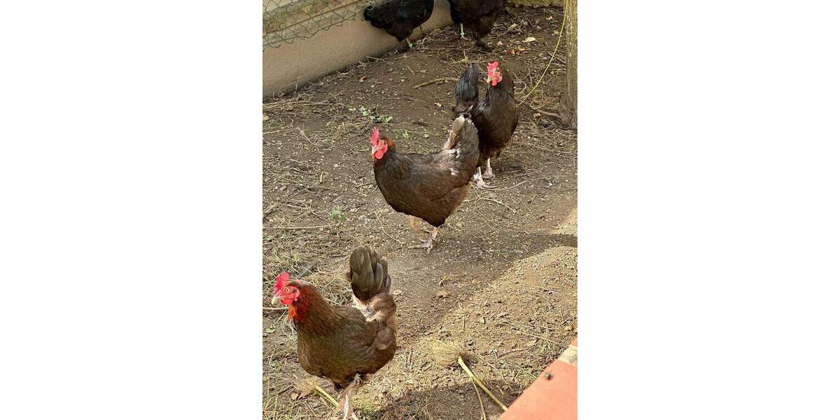 Bauernhaus, Landhaus Equord Equord - 1 Zimmer, 350 m&sup2;, 795.000&euro; | Angebot:25746347