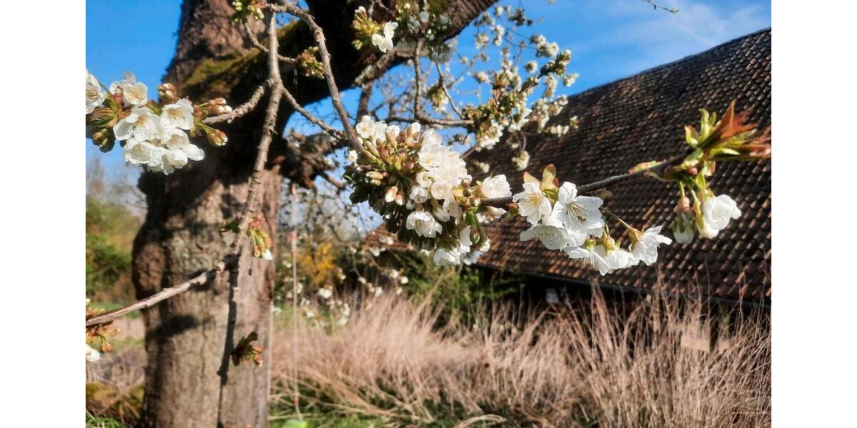 Erdgeschoßwohnung Springe - 4 Zimmer, 86 m&sup2;, 1.100&euro; | Angebot:25851897