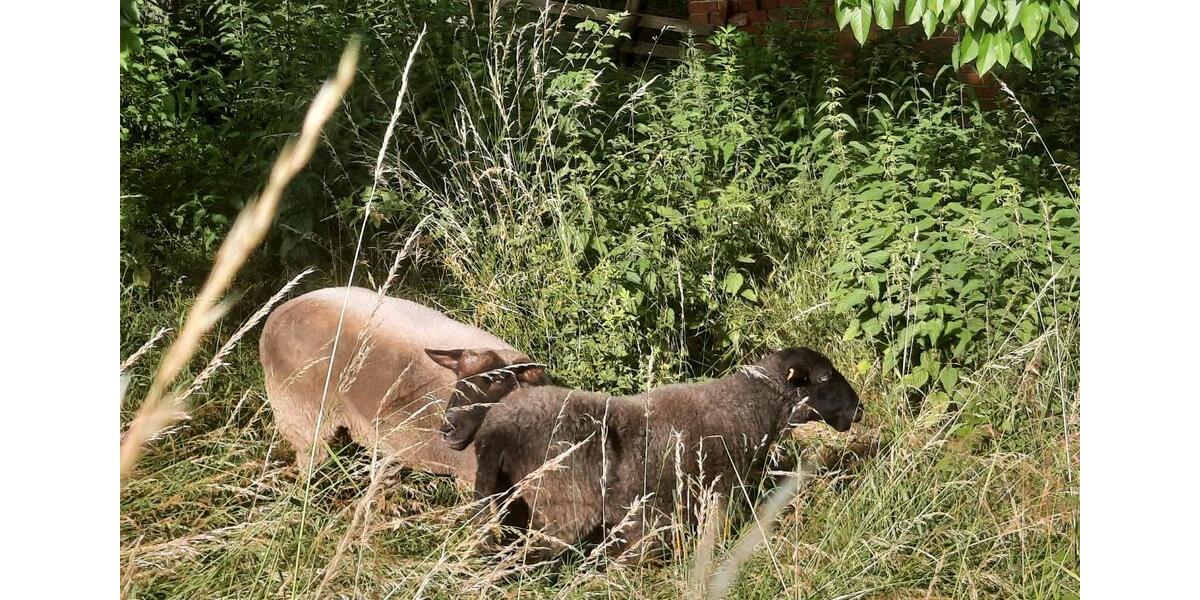 Erdgeschoßwohnung Springe - 4 Zimmer, 86 m&sup2;, 1.100&euro; | Angebot:25851897