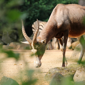 Late-Zoo: Sommerabend in der Welt der Tiere 30.07.2026 Erlebnis-Zoo Hannover