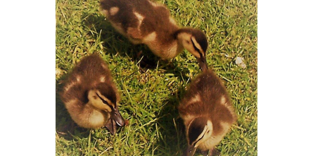 Gewerbeobjekt Salzgitter - 3 Zimmer, 60 m&sup2;, 450&euro; | Angebot:26021710