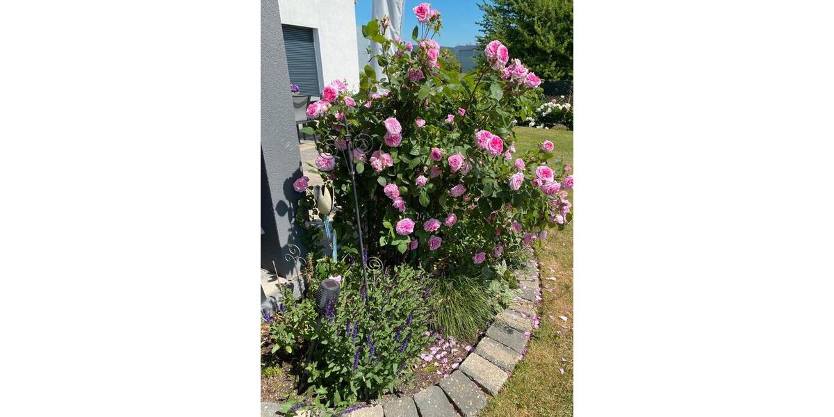 Bungalow Springe - 3 Zimmer, 580.000&euro; | Angebot:23007737