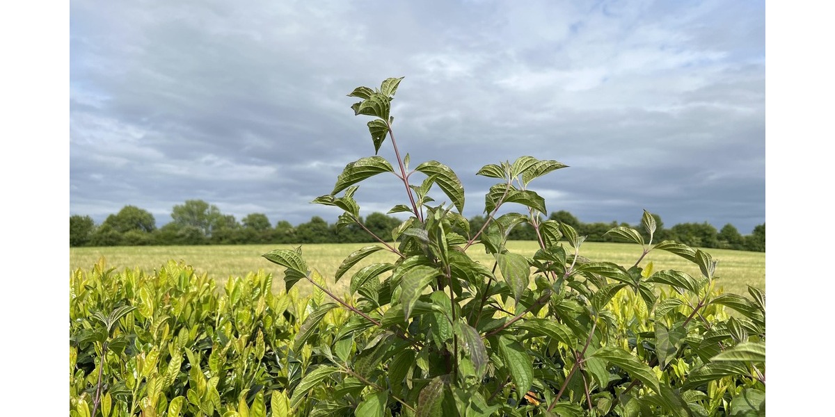 Charmant und exklusiv - Zweifamilienhaus Freden | Angebot:21621229
