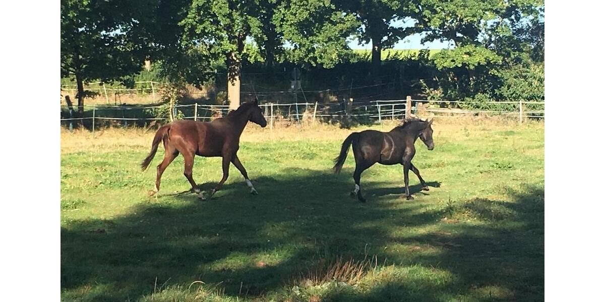 Mehrfamilienhaus, Wohnhaus Bockenem - 10 Zimmer, 310 m&sup2;, 460.000&euro; | Angebot:25636613